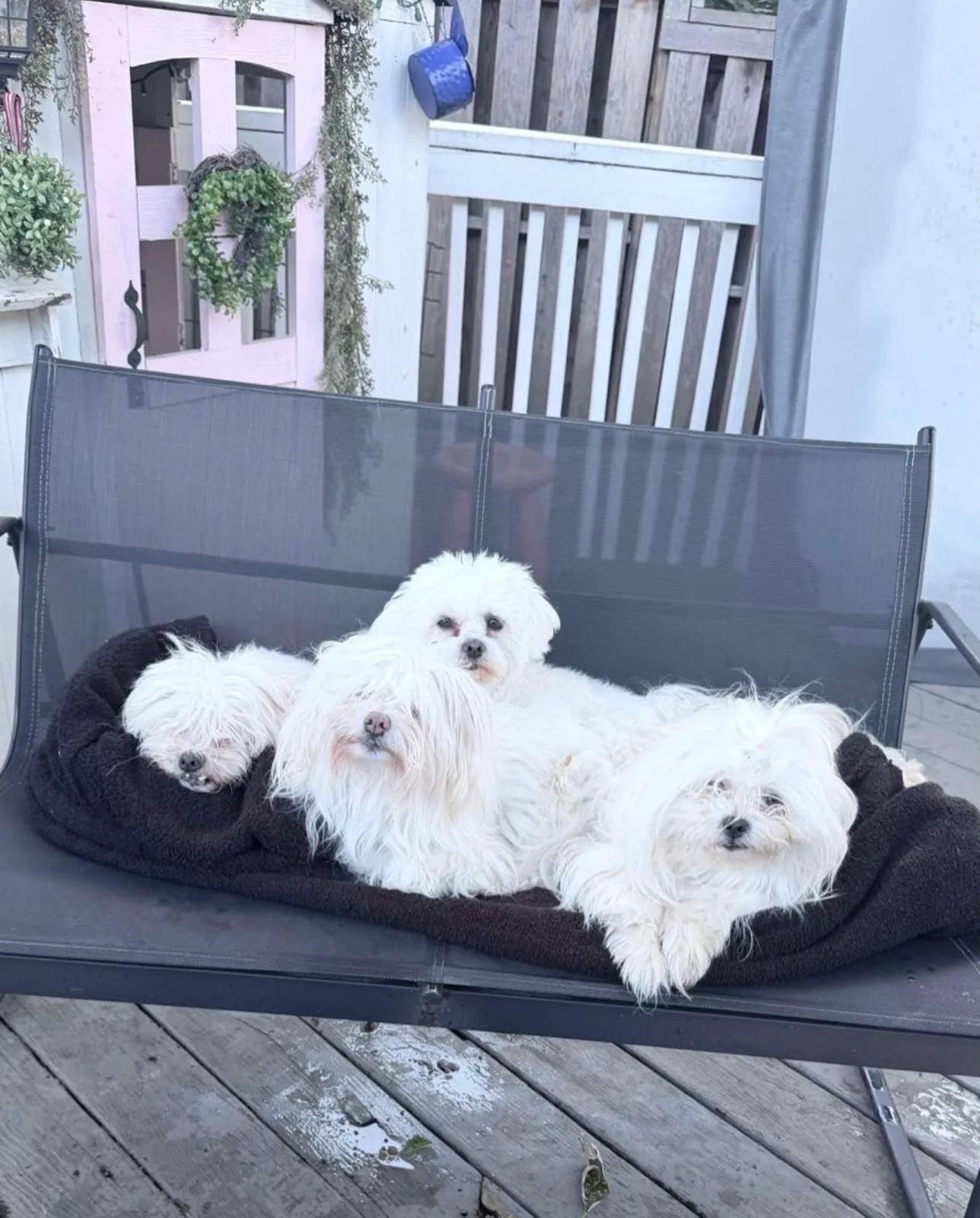 Ver detalles: Cuidado de Perros y Gatos, Mascotas